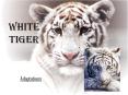 White Tiger Adaptations Adaptations Something an organis
