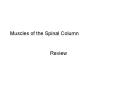 Muscles of the Spinal Column Review Name the muscle and it