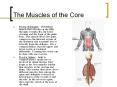 The Muscles of the Core Rectus abdominis - abdominal muscl