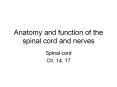 Anatomy and function of the spinal cord and nerves Spina