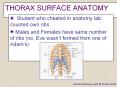 THORAX SURFACE ANATOMY Student who cheated in anatomy la