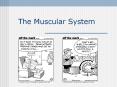 The Muscular System MUSCULAR SYSTEMS The muscular system i