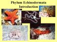 Phylum Echinodermata Introduction Echinodermata About 600