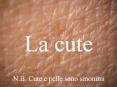 La cute N.B. Cute e pelle sono sinonimi ACANTOS