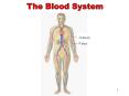 The Blood System Arteries Veins Apply Your Knowledge Part 
