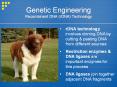 Genetic Engineering Recombinant DNA (rDNA) Technology rDN