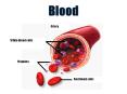 Blood Artery White blood cells Platelets Red blood cells Th