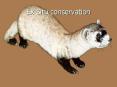 Ex Situ conservation Ex situ conservation Breedin