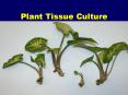 Plant Tissue Culture Plant Tissue Culture? Definition Basi