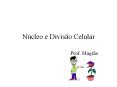 N cleo e Divis o Celular Prof. Magr o N cleo Celula