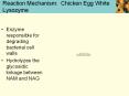 Reaction Mechanism: Chicken Egg White Lysozyme Enzym