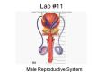 Lab #11 Male Reproductive System Male Reproductive Syste