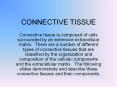 CONNECTIVE TISSUE Connective tissue is composed of cell