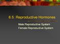 8.5: Reproductive Hormones Male Reproductive System Femal