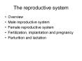 The reproductive system Overview Male reproductive syste