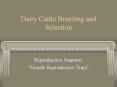 Dairy Cattle Breeding and Selection Reproductive Anatomy