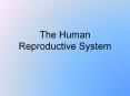The Human Reproductive System Male Reproductive Syste