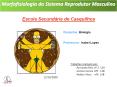 Morfofisiologia do Sistema Reprodutor Masculino Escol