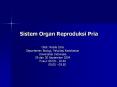Sistem Organ Reproduksi Pria Oleh: Rosila Idris Departeme