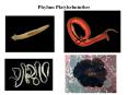 Phylum Platyhelminthes Phylum Platyhelminthes Phylu