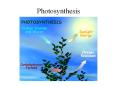Photosynthesis How do plants grow? Water is source of oxyge