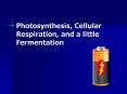 Photosynthesis, Cellular Respiration, and a littl