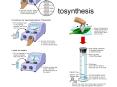 Lab 4: Photosynthesis Lab 4: Photosynthesis Descriptio