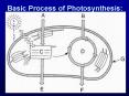 Basic Process of Photosynthesis: Sun LIGHT Basic Process o