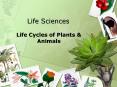 Life Sciences Life Cycles of Plants & Animals Introduction 