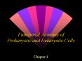 Functional Anatomy of Prokaryotic and Eukaryotic Cell