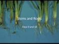 Stems and Roots Chps 9 and 10 Roots Need Food and Oxyge