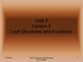 Unit 3 Lesson 8 Leaf Structures and Functions Functions o