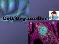 Cell Organelles * The image is 2D, so it must have been 