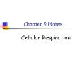 Chapter 9 Notes Cellular Respiration 9-1 Chemical Pathway