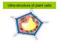 Ultra-structure of plant cells Ultra-structure of plan