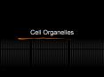 Cell Organelles * * * * * * * * * * * * * * * * * * * Yo