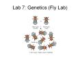 Lab 7: Genetics (Fly Lab) Lab 7: Genetics (Fly Lab