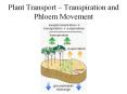 Plant Transport   Transpiration and Phloem Movement * * * 