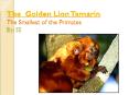 The Golden Lion Tamarin The Smallest of the Primates By: S