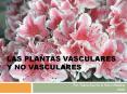 LAS PLANTAS VASCULARES Y NO VASCULARES Por: Diana Aquino 
