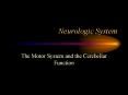 Neurologic System The Motor System and the Cerebella