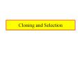 Cloning and Selection Cloning Why Do We Need To Clone? T