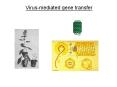 Virus-mediated gene transfer Virus-mediated gene transfe