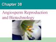 Chapter 38 Angiosperm Reproduction and Biotechnology Revie