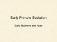 Early Primate Evolution Early Monkeys and Apes Early Monkey