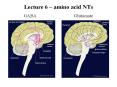 Lecture 6   amino acid NTs GABA Glutamate Amino acid NT