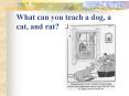 What can you teach a dog, a cat, and rat? * * * * * * * * 