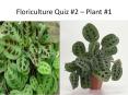 Calibri Arial Office Theme Floriculture Quiz #2 ..