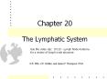 Chapter 20 The Lymphatic System Use the video clip: CH 20 