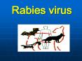 Rabies virus Structure of Rabies Virus       60 C 30min 10